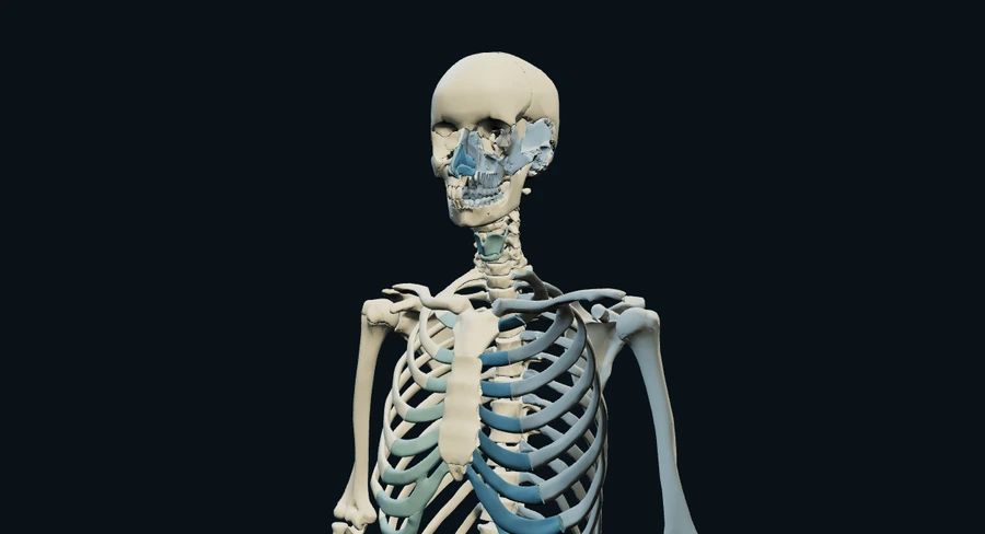 人体骨骼与关节 · 3D 场景预览